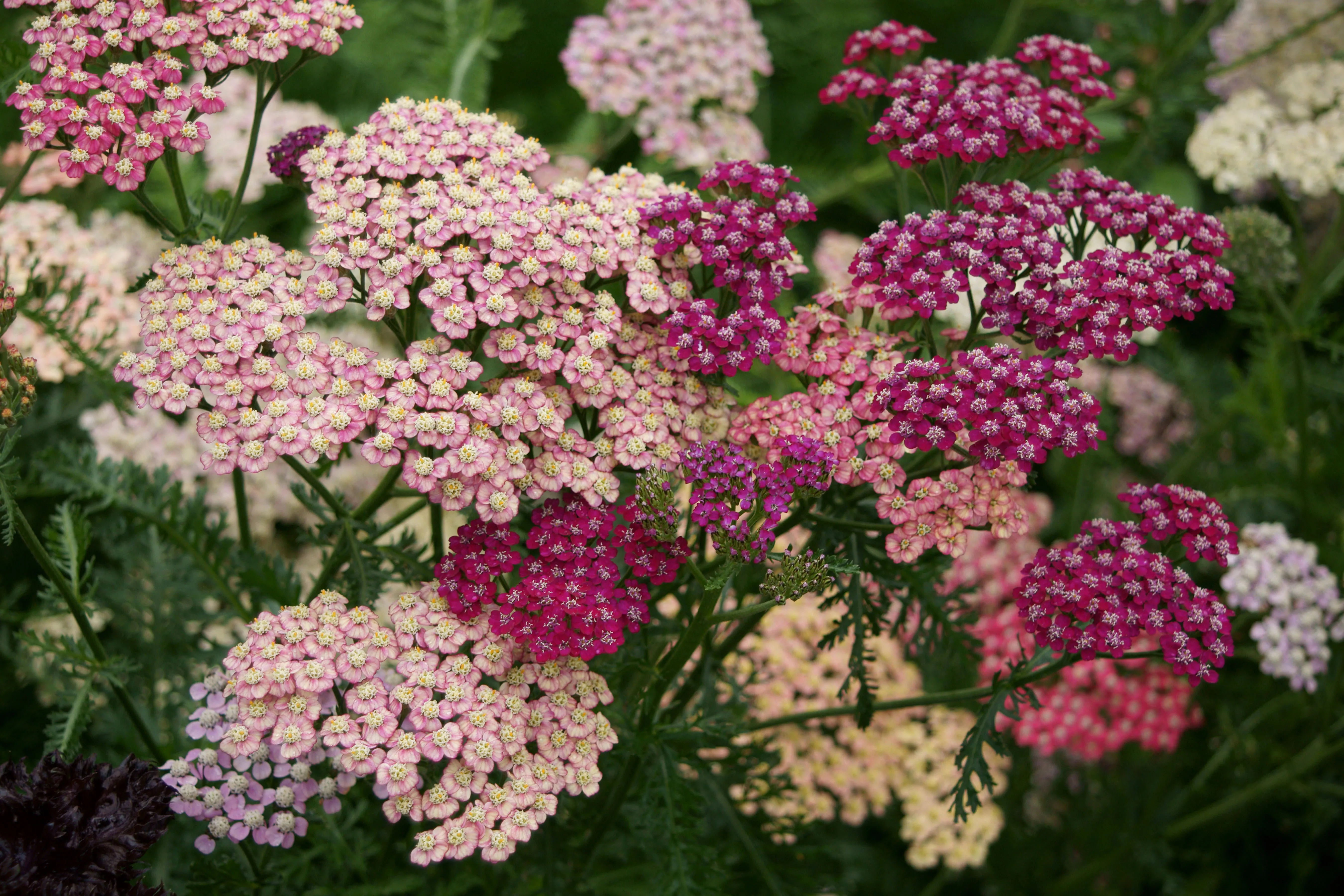 Summer™ Pastels Yarrow